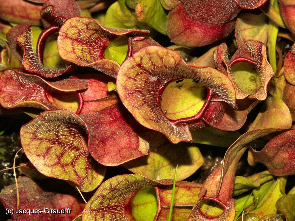 2005-04-10 17-18-24 Nature  (x1024).JPG